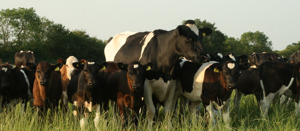 Organic dairy cow and calves