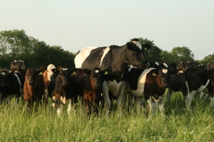 Organic dairy cow and calves