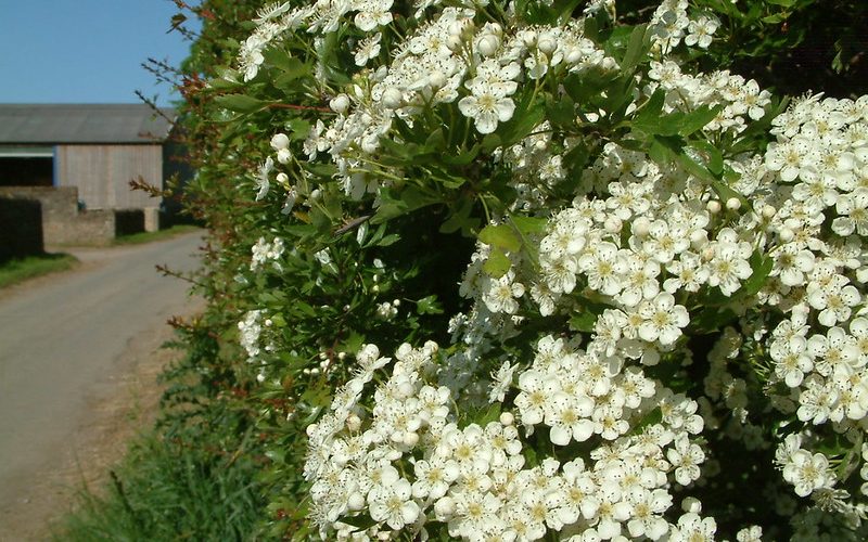 Blossoming hedgerow