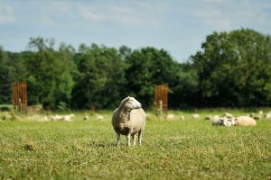 John Pawsey's organic New Zealand Romney sheep