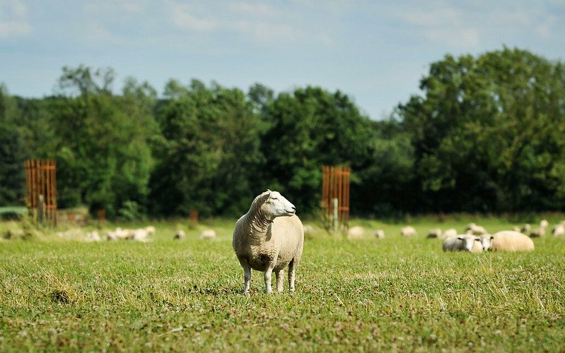 John Pawsey's organic New Zealand Romney sheep