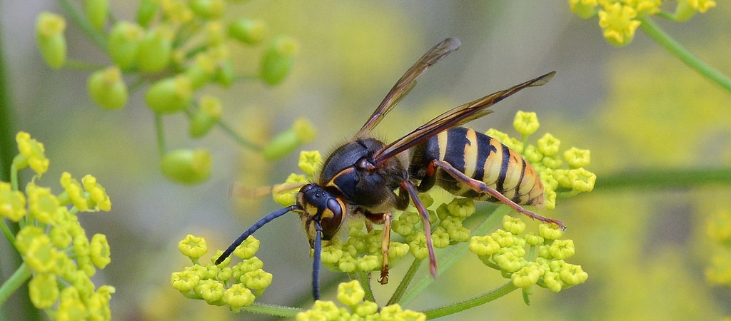 Bee foraging