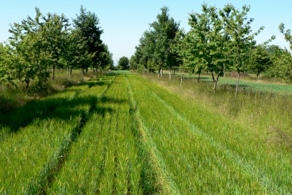 Agroforestry_Wakelyns