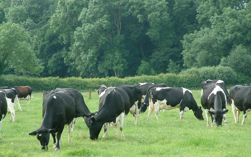 Cattle grazing at Daylesford