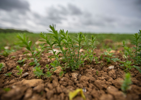 Linseed