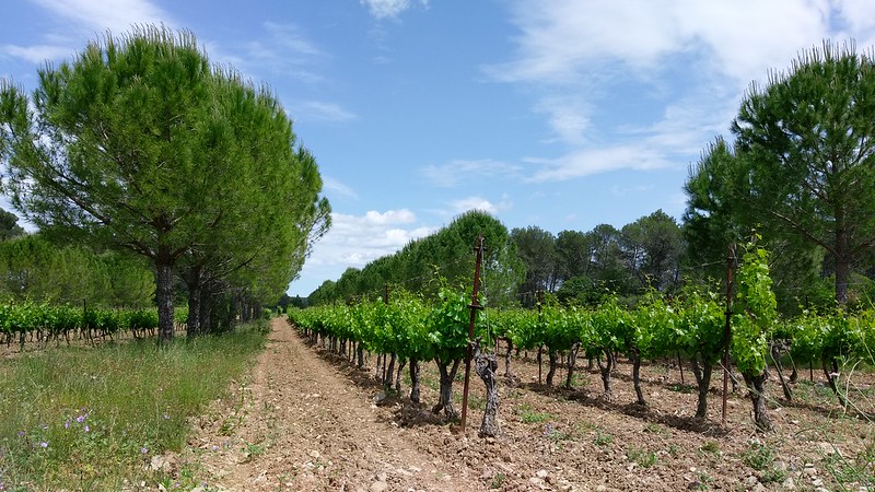 Pines and vines agroforestry Restinclieres