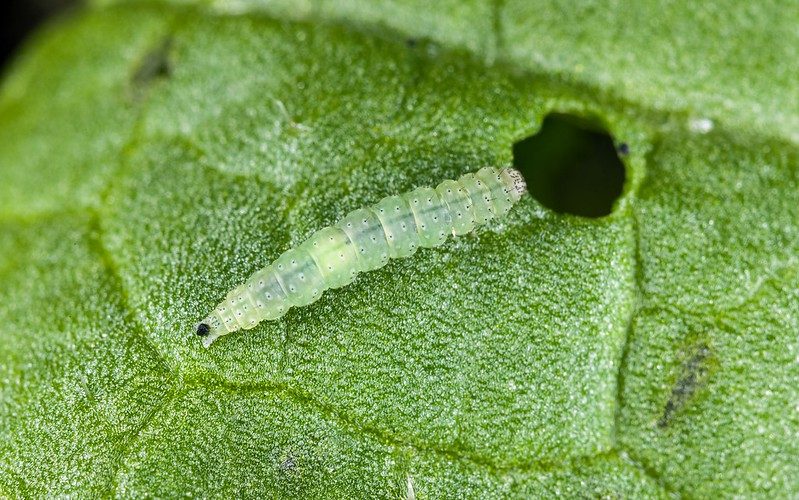 Plutella caterpillar damaging a leaf