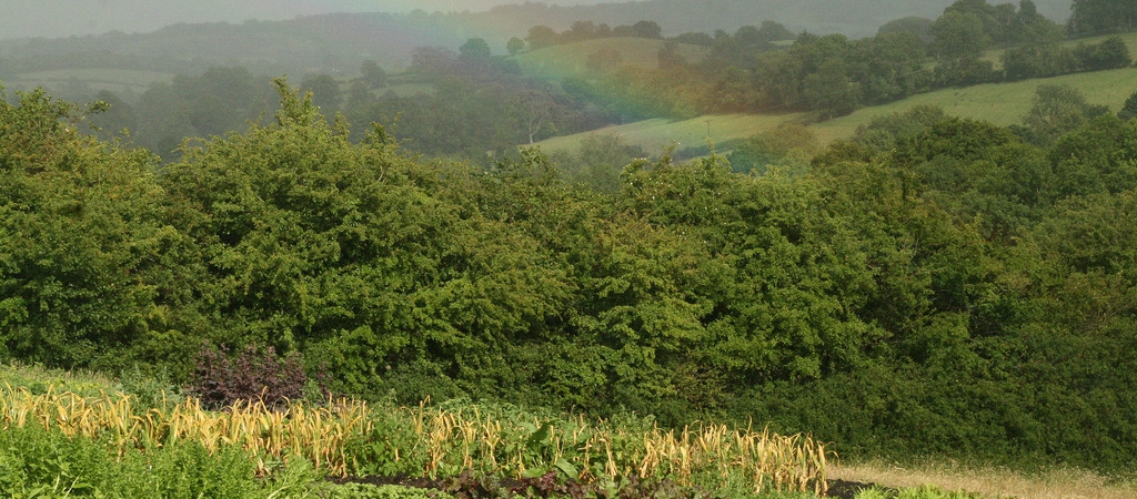 Rainbow over vegetable farm