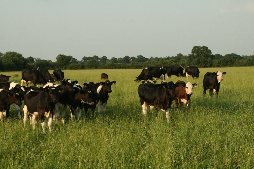 Herbal Leys Agricology