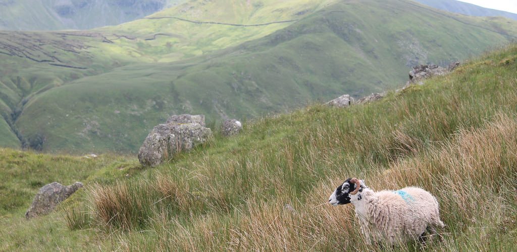 Upland sheep