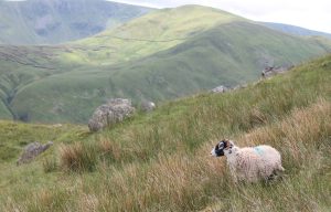Upland sheep Upland sheep