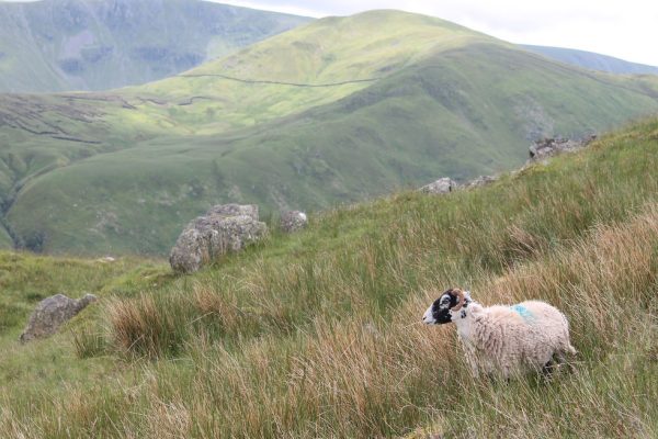 Upland sheep Upland sheep