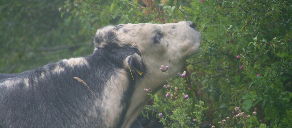 Cow browsing hedgerow