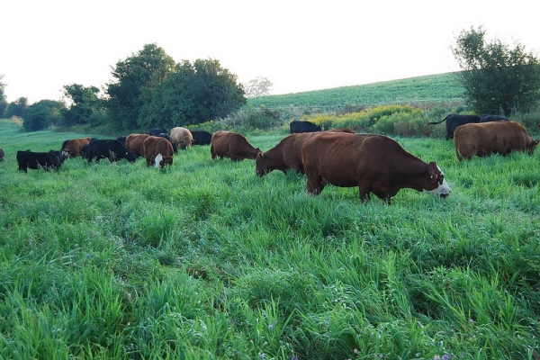 Mob-Grazing-Cattle