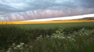 Farmland with field margin