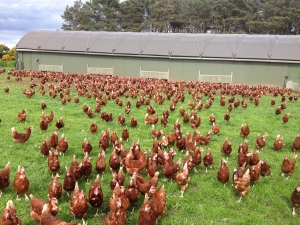 Free range hens. Photo credit: Gordon Whiteford