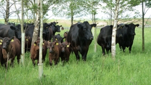 Cattle in trees. Photo: Jo Smith Organic Research Centre