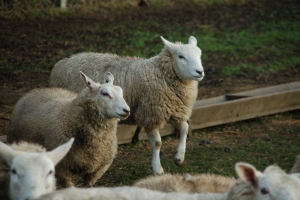 Sheep. Photo credit Janie Caldbeck Sheep. Photo credit Janie Caldbeck