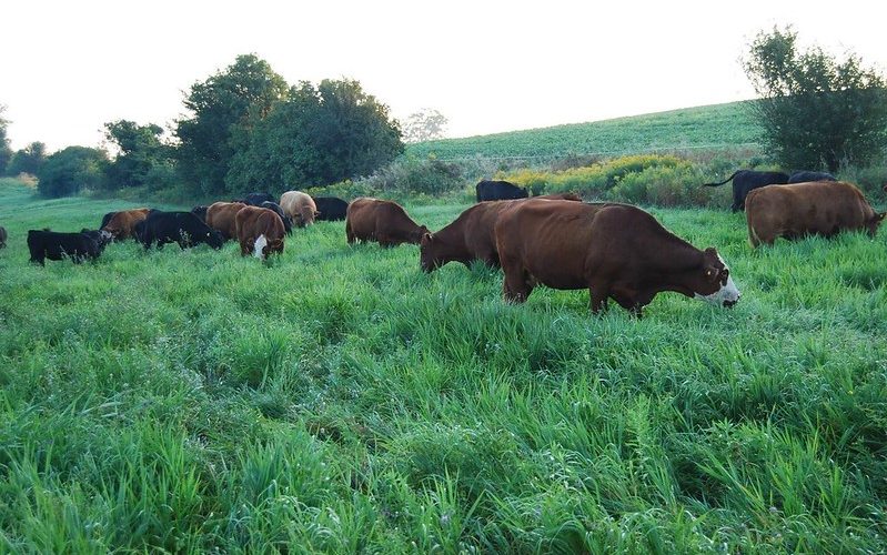 Cattle grazing lush September regrowth after a summer hay cut at Tony McQuail’s Meeting Place Organic Farm. Photo courtesy of Tony McQuail