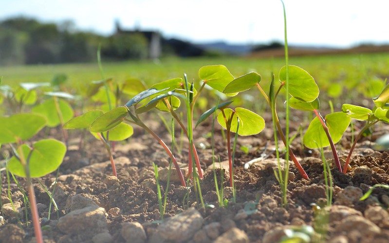 Buckwheat companion nurse crop sheltering summer-sown ley seed mix. All photo credits Ian Wilkinson