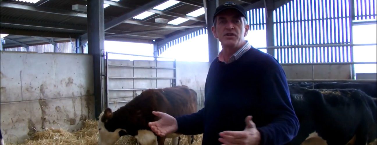 Richard Smith discusses raising cattle