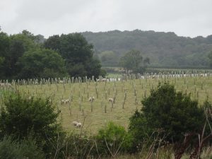 Sheep grazing among a young agroforestry system