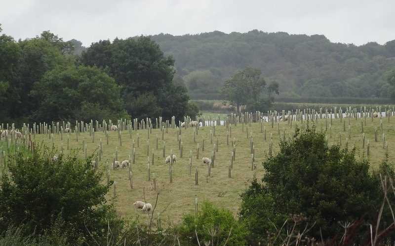 Sheep grazing among a young agroforestry system