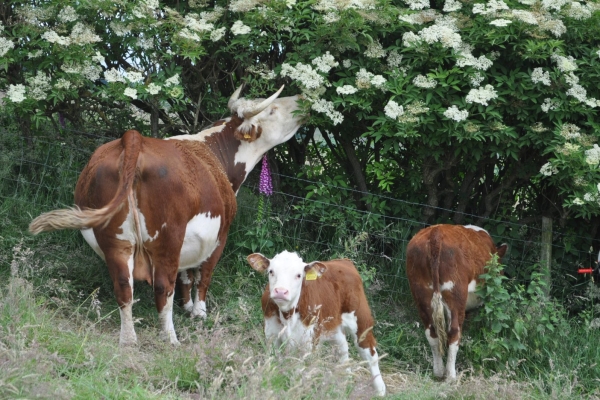 Browsing-hedgerows Browsing-hedgerows
