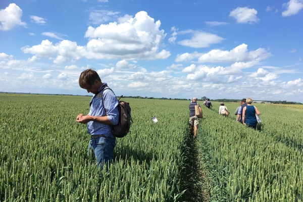Farmer-Peter-Lungdren-inspecting-the-quality-of-his-co-farmed-field-of-wheat