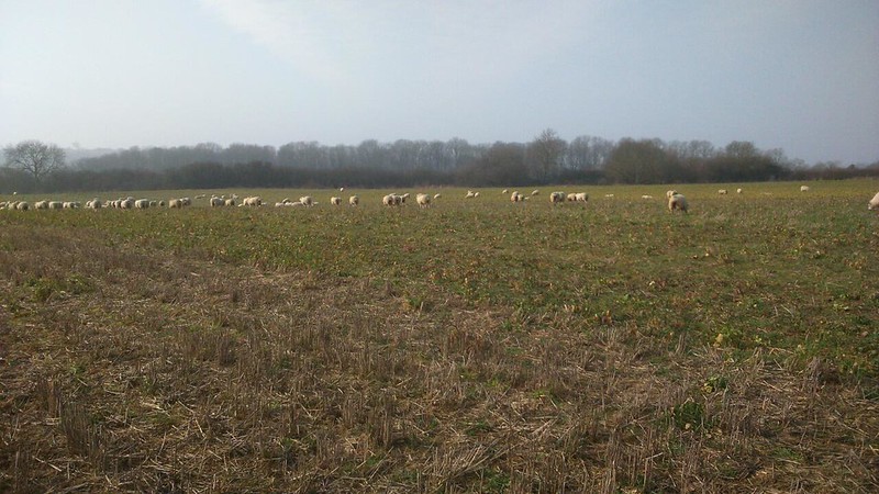 Grazing sheep