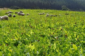Shetland-sheep-grazing-a-herbal-ley1