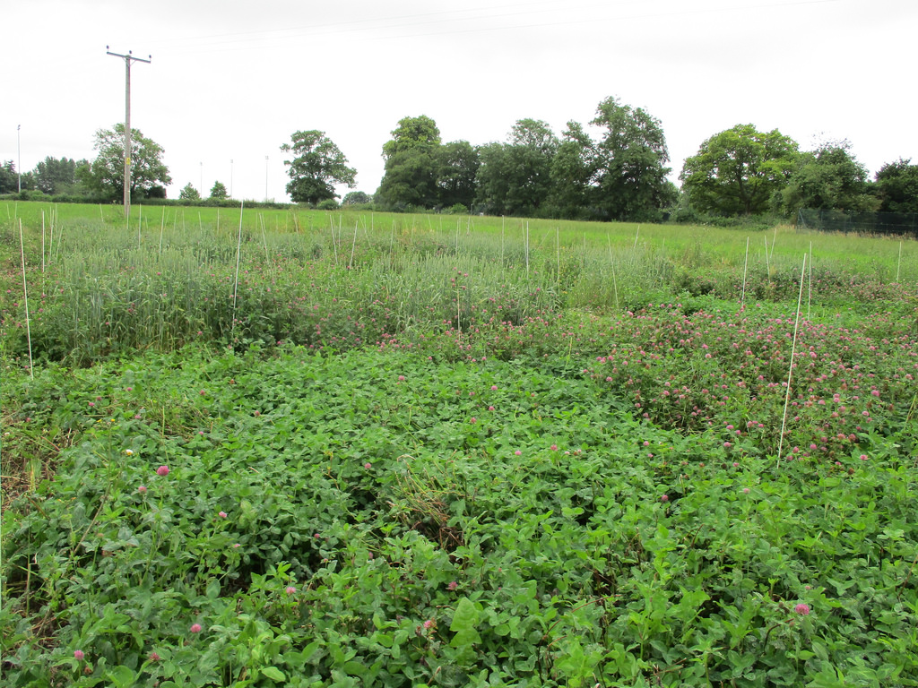 red-clover-variety-response-to-cutting-agricology