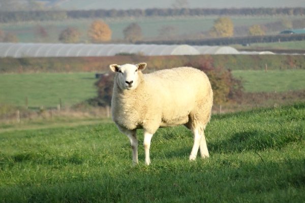 solitary sheep in field