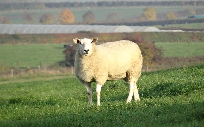 solitary sheep in field