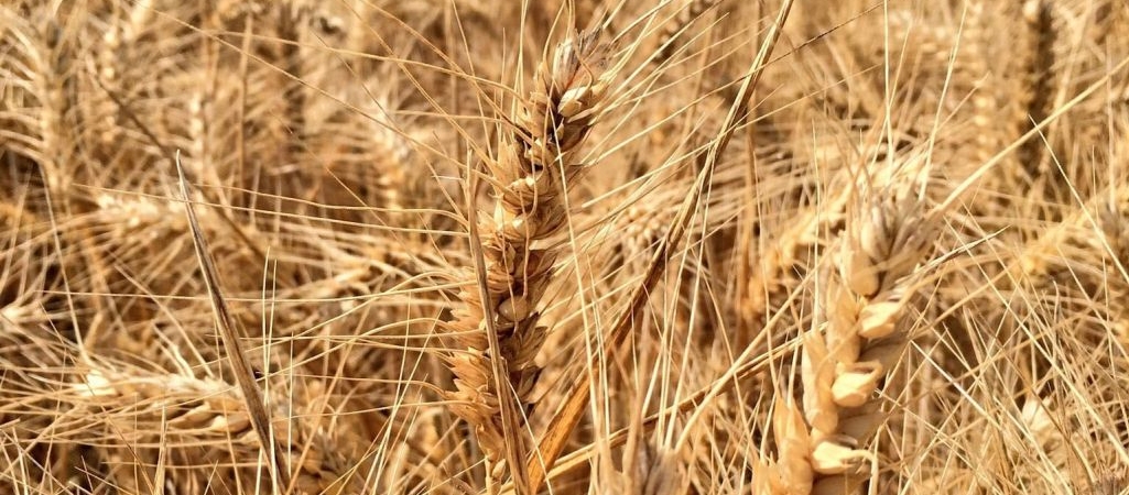 AW-Wheat-BP-min