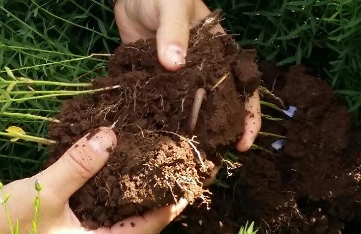 Earth worm in a soil sample. Photo credit Georgia Eclair-Heath