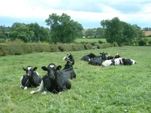 Free range cows in a field