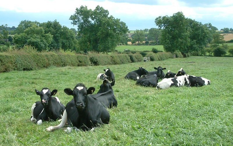 Free range cows in a field