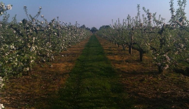 Apple-Orchard-Garratt1
