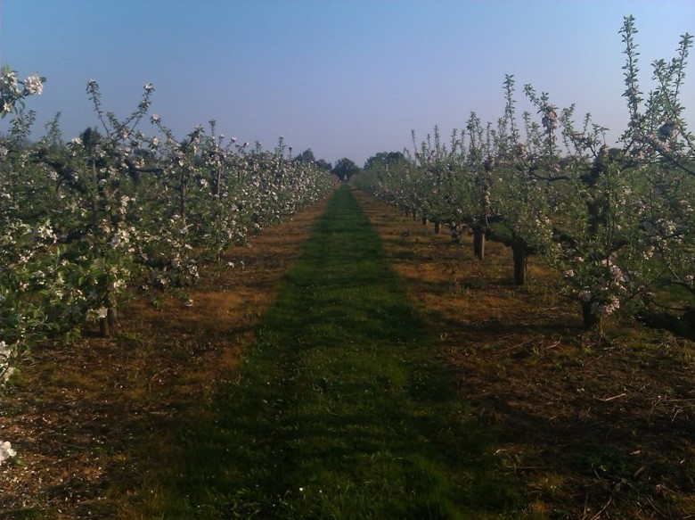 Orchard trees in blossom