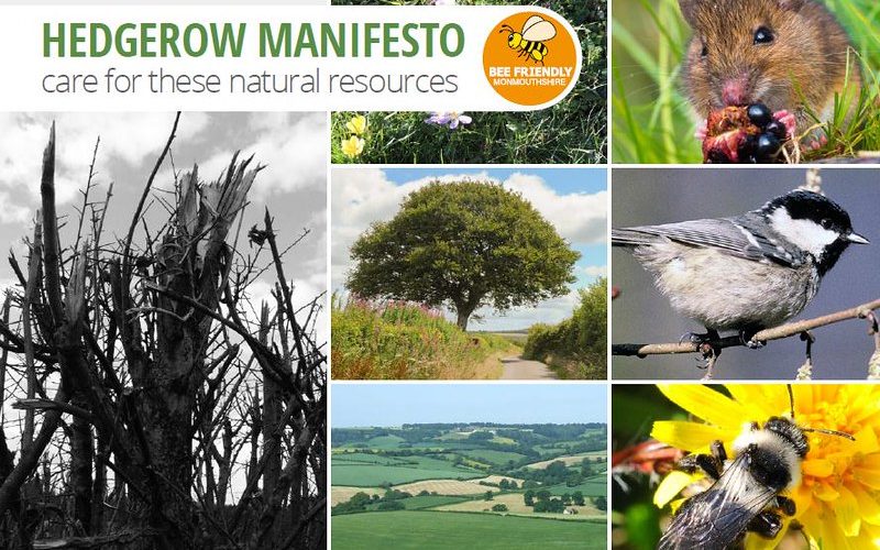 Bee Friendly Monmouthshire’s Hedgerow Manifesto. All photo credits Bees for Development