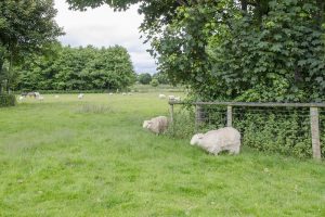 Melyn and Glas - Trees and hedges provide valuable shelter - even for electric sheep. Photo credits Laurence Clark-WTML and Liz Carney-WTML