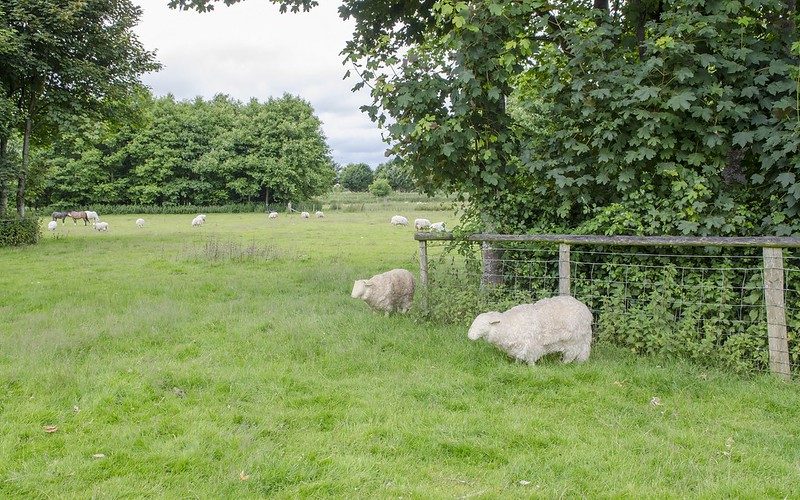 Melyn and Glas - Trees and hedges provide valuable shelter - even for electric sheep. Photo credits Laurence Clark-WTML and Liz Carney-WTML