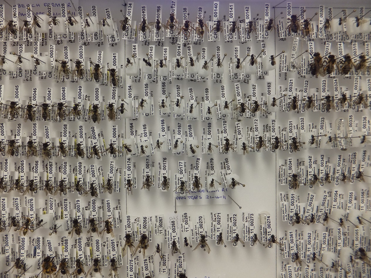 Pinned specimens