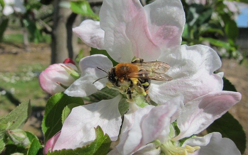 Solitary bee on apple blossom (photo credit Sean Webber)