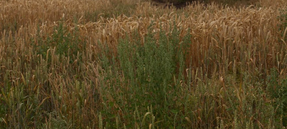 field-of-wheat-IMG_7684