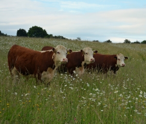 Cattle grazing herbal ley