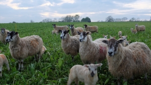 Sheep grazing herbal ley