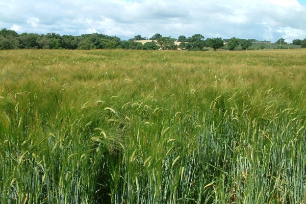 Arable field