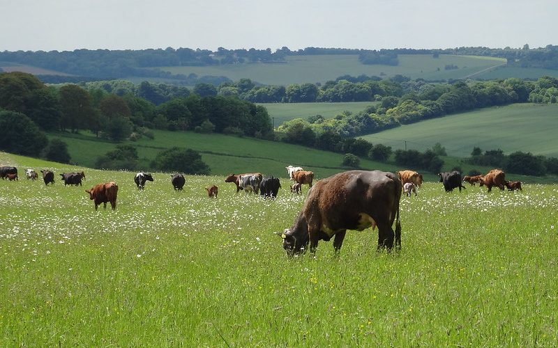 Cows grazing in field. Photo credit Rachel Lewis